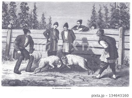 Two Rams Battle in a Rural Yard While Men Watch From a Weathered Wooden Fence Two Rams Battle in a Rural Yard While Men Watch From a Weathered Wooden Fence 134643160
