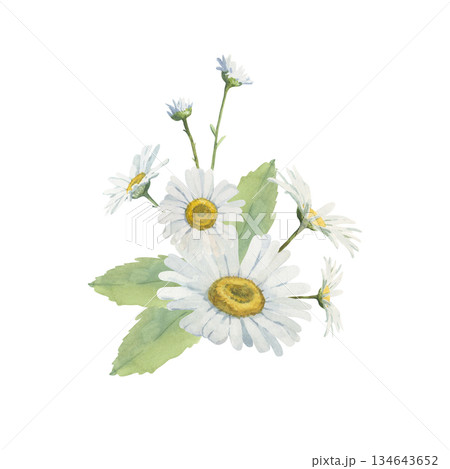 Delicate floral arrangement of white daisies of different sizes 134643652