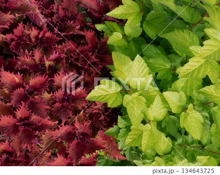 Half background of red coleus leaves and half bright green leaves creating a vibrant natural texture. Botanical contrast for garden design concept. Half background of red coleus leaves and half bright green leaves creating a vibrant natural texture. Botanical contrast for garden design concept. 134643725