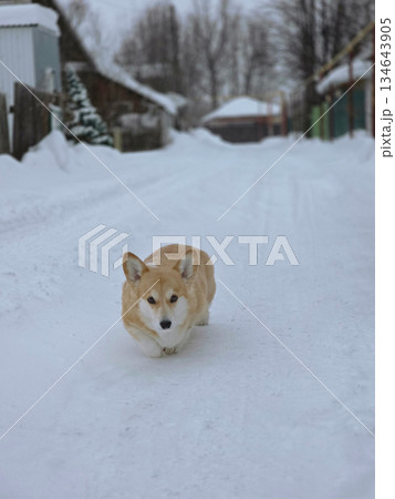 Adorable corgi dog walking on a snowy road in a rural village setting during winter season. Cute animal outdoor. 134643905