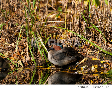 コガモ 134644052