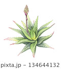 Aloe plant with unopened bud. Hand-painted watercolor illustration of aloe vera bush. Succulent with a developing flower bud. Ideal for botanical design and cosmetic packaging 134644132