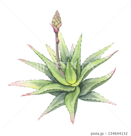 Aloe plant with unopened bud. Hand-painted watercolor illustration of aloe vera bush. Succulent with a developing flower bud. Ideal for botanical design and cosmetic packaging 134644132