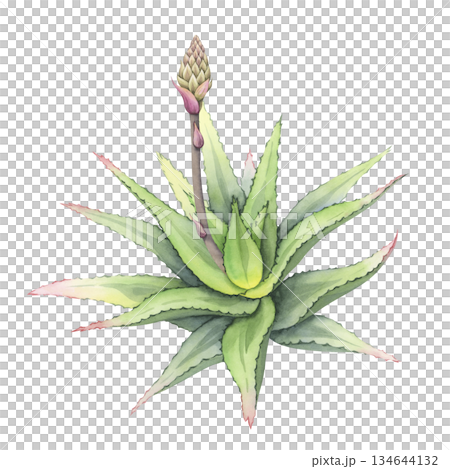 Aloe plant with unopened bud. Hand-painted watercolor illustration of aloe vera bush. Succulent with a developing flower bud. Ideal for botanical design and cosmetic packaging 134644132