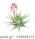 Blooming Aloe Vera plant with pink flowers. Hand-painted watercolor succulent bush with vibrant flowering stalk. Perfect for botanical art, cosmetic packaging, wellness and skincare 134644134