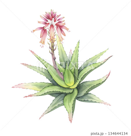 Blooming Aloe Vera plant with pink flowers. Hand-painted watercolor succulent bush with vibrant flowering stalk. Perfect for botanical art, cosmetic packaging, wellness and skincare 134644134