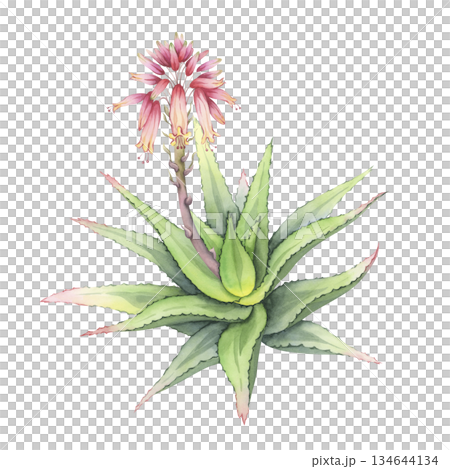Blooming Aloe Vera plant with pink flowers. Hand-painted watercolor succulent bush with vibrant flowering stalk. Perfect for botanical art, cosmetic packaging, wellness and skincare 134644134