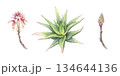 Watercolor aloe set: bush, flowering and budging stem. Hand-drawn illustration of fresh succulent. Separate design elements. Perfect for cosmetic packaging and botanical art 134644136