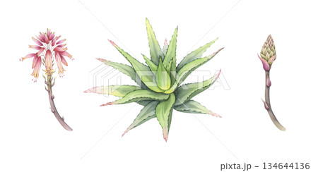 Watercolor aloe set: bush, flowering and budging stem. Hand-drawn illustration of fresh succulent. Separate design elements. Perfect for cosmetic packaging and botanical art 134644136