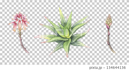 Watercolor aloe set: bush, flowering and budging stem. Hand-drawn illustration of fresh succulent. Separate design elements. Perfect for cosmetic packaging and botanical art 134644136