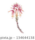 Blooming aloe stalk with pink-red flowers. Hand-painted watercolor botanical illustration. Perfect as a separate design element for floral art and cosmetic design 134644138