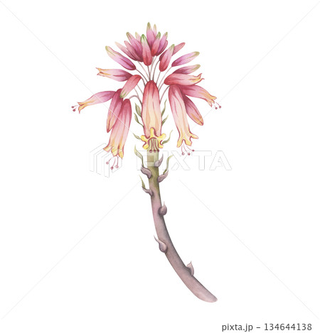 Blooming aloe stalk with pink-red flowers. Hand-painted watercolor botanical illustration. Perfect as a separate design element for floral art and cosmetic design 134644138