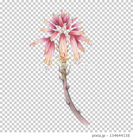 Blooming aloe stalk with pink-red flowers. Hand-painted watercolor botanical illustration. Perfect as a separate design element for floral art and cosmetic design 134644138