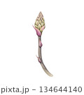 Watercolor Aloe stalk with unopened bud. Hand-drawn delicate illustration with a developing bud. Perfect as a separate design element for herbal products and natural branding 134644140