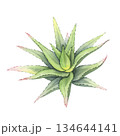 Aloe vera plant in watercolor, Hand-drawn botanical illustration. Beautiful vibrant succulent bush with rich green leaves. Natural element for health, wellness, skincare, eco and modern floral design 134644141