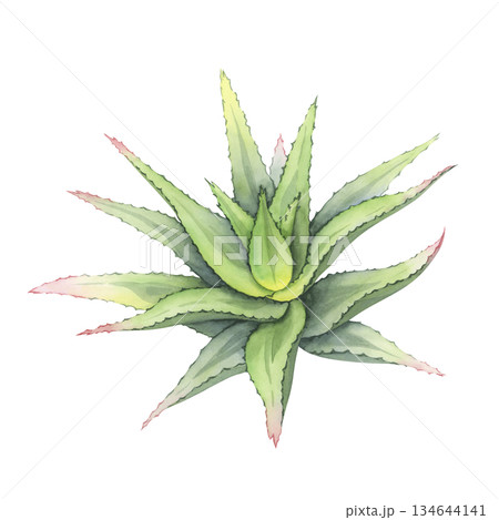 Aloe vera plant in watercolor, Hand-drawn botanical illustration. Beautiful vibrant succulent bush with rich green leaves. Natural element for health, wellness, skincare, eco and modern floral design 134644141