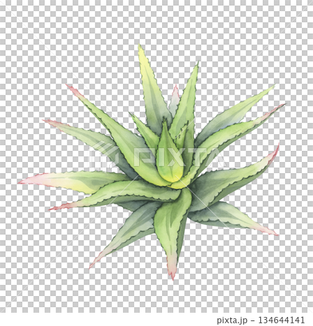 Aloe vera plant in watercolor, Hand-drawn botanical illustration. Beautiful vibrant succulent bush with rich green leaves. Natural element for health, wellness, skincare, eco and modern floral design 134644141