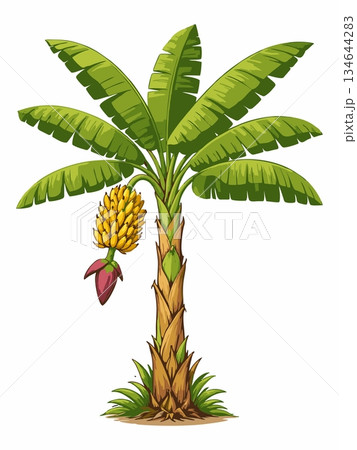 Banana tree cartoon illustration 134644283
