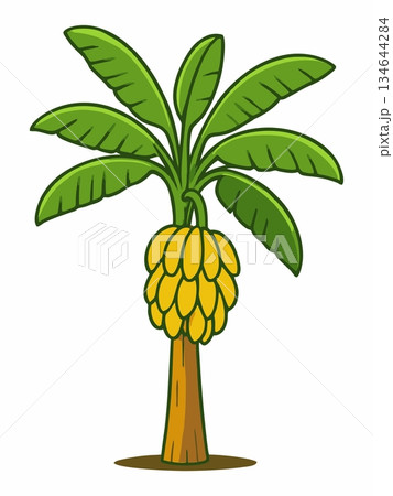 Banana tree cartoon illustration 134644284