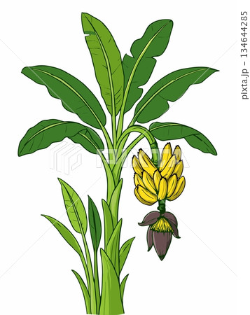 Banana tree cartoon illustration 134644285