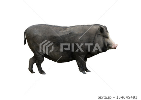 black vietnamese pot bellied pig isolated on white background black vietnamese pot bellied pig isolated on white background 134645493