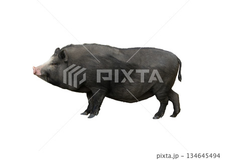 black vietnamese pot bellied pig isolated on white background 134645494