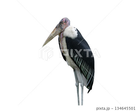 African marabout isolated on white background 134645501