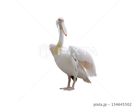Pelican isolated on white background Pelican isolated on white background 134645502