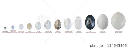 Bird eggs isolated on white background and signed in English and Latin. Bird eggs isolated on white background and signed in English and Latin. 134645506