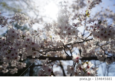 陽の光を浴びる桜の木 陽の光を浴びる桜の木 134645881