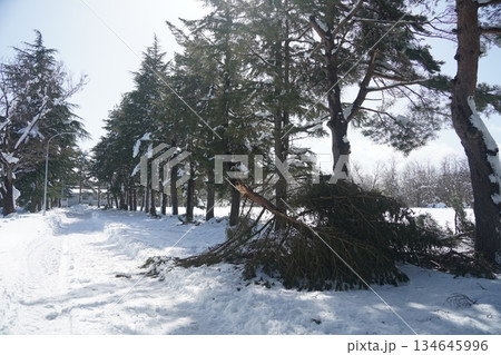 雪の積もった針葉樹 雪の積もった針葉樹 134645996