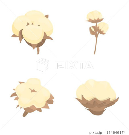 Collection of four cotton boll illustrations isolated on white background, depicting natural cotton plants Collection of four cotton boll illustrations isolated on white background, depicting natural cotton plants 134646174