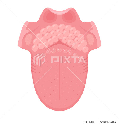 上から見た舌の構造のイラスト 134647303