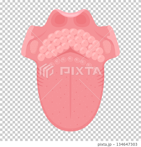 上から見た舌の構造のイラスト 134647303