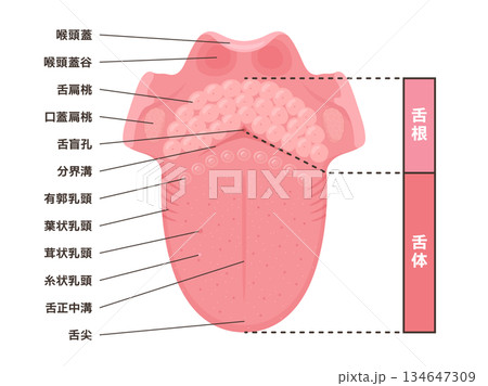 上から見た舌の構造のイラスト_名前あり 134647309