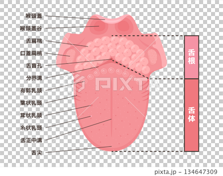 上から見た舌の構造のイラスト_名前あり 134647309