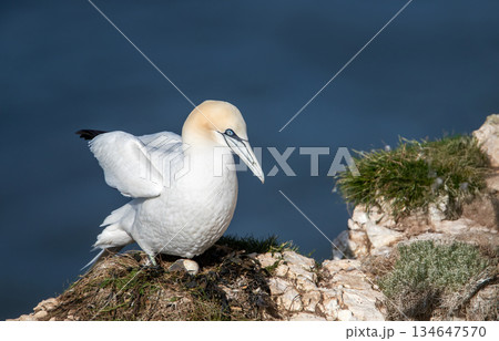Northern Gannet guarding egg on cliff ledge with blue ocean background 134647570