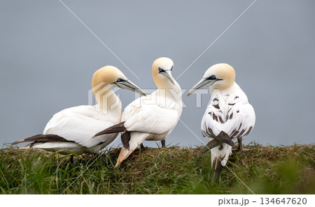 Group of three Northern Gannets perched on grassy cliff edge against blue sky Group of three Northern Gannets perched on grassy cliff edge against blue sky 134647620