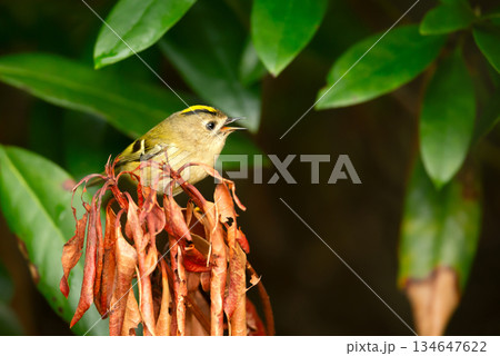 Close-up of Goldcrest perching on tree branch Close-up of Goldcrest perching on tree branch 134647622