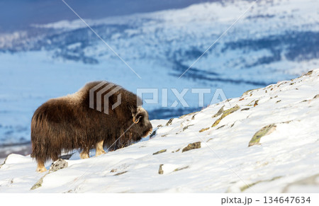 Musk ox standing in snowy winter landscape 134647634