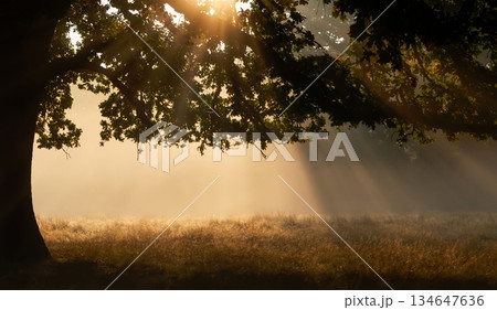 Golden sunlight rays through large oak tree in misty morning meadow Golden sunlight rays through large oak tree in misty morning meadow 134647636