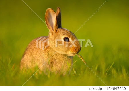 Portrait of a young wild European rabbit eating blade of grass in meadow 134647640