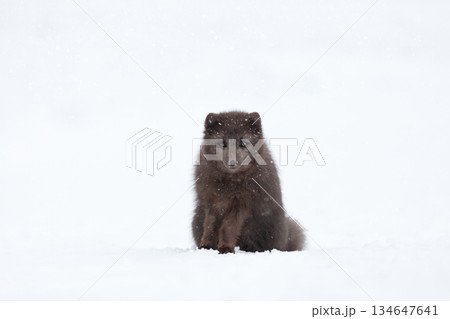 Blue morph Arctic fox sitting in a snowy white winter landscape 134647641