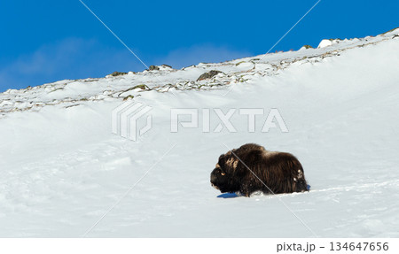 Musk ox walking in snowy winter landscape 134647656