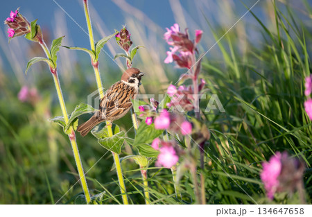 Eurasian Tree Sparrow perched on pink campion wildflowers Eurasian Tree Sparrow perched on pink campion wildflowers 134647658