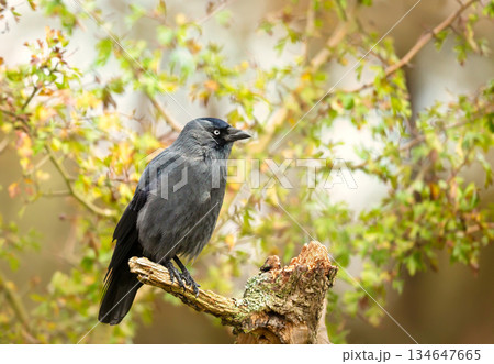 Western jackdaw perched on tree stump 134647665