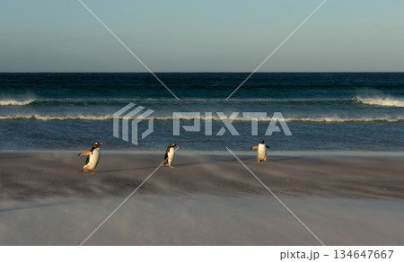 Gentoo penguins walking across sandy beach in Falkland Islands Gentoo penguins walking across sandy beach in Falkland Islands 134647667