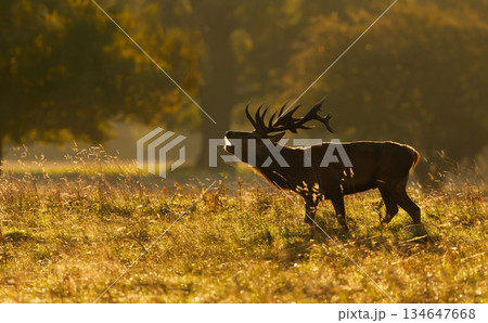 Red deer stag roaring or bellowing at golden sunrise during rutting season in autumn Red deer stag roaring or bellowing at golden sunrise during rutting season in autumn 134647668