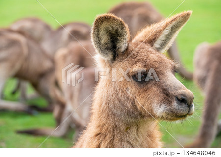 Close up of a wild Kangaroo in Tasmania, Australia 134648046