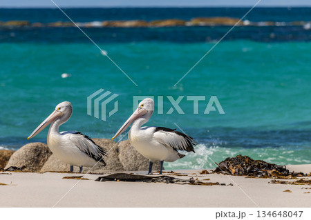Two Pelicans together standing on a sandy beach in Tasmania, Australia 134648047